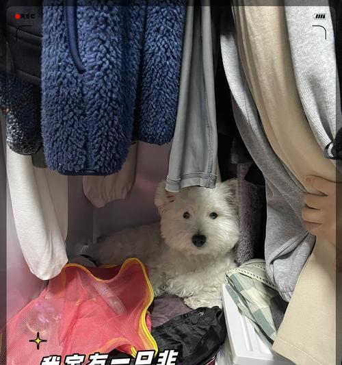 幼犬需要哪些必需品？（为幼犬提供必备的物品与资源）