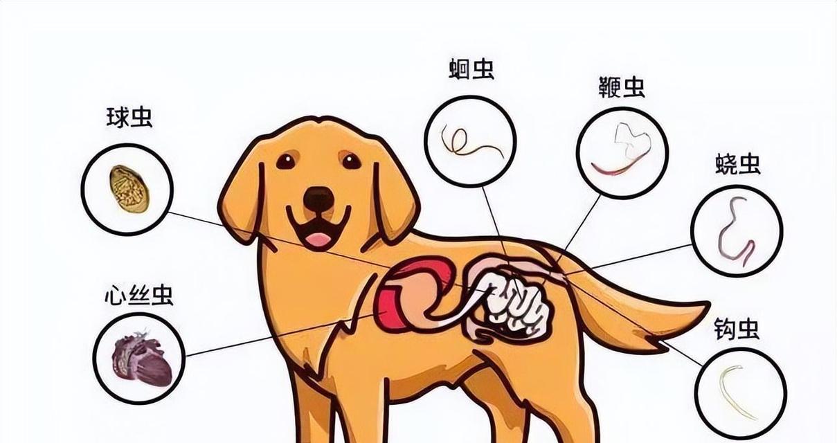 小狗皮肤长虫子的原因及应对方法（解读小狗长虫子的种类和治疗方法，保护宠物健康）