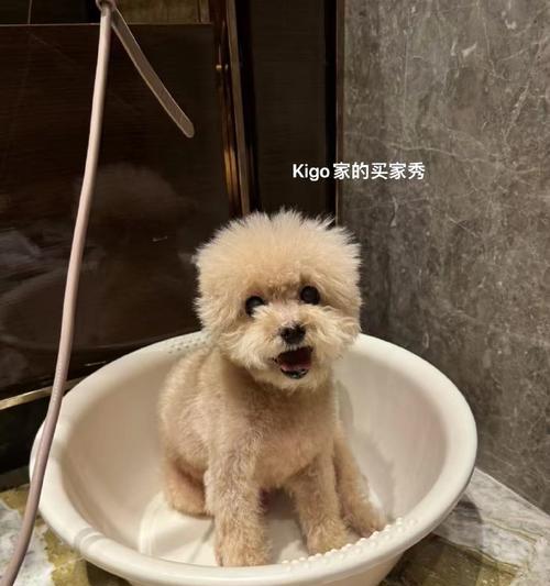 贵宾之色——华丽多彩的贵宾犬世界（探索贵宾犬世界中的多样色彩与魅力）