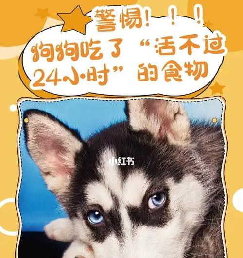 狗狗低血糖应该吃什么？（15种食物帮助狗狗缓解低血糖问题）