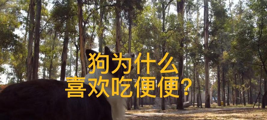 为什么狗喜欢大便？（探索狗喜欢大便的原因及解决办法）