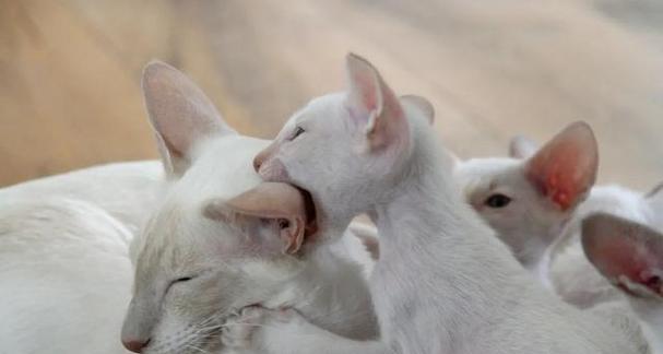 探讨猫咪攻击主人的原因及应对方法（猫咪攻击行为的背后原因和预防策略）