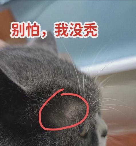 探究猫血糖高的原因（揭示高血糖在猫身上产生的原因以及对其健康的影响）