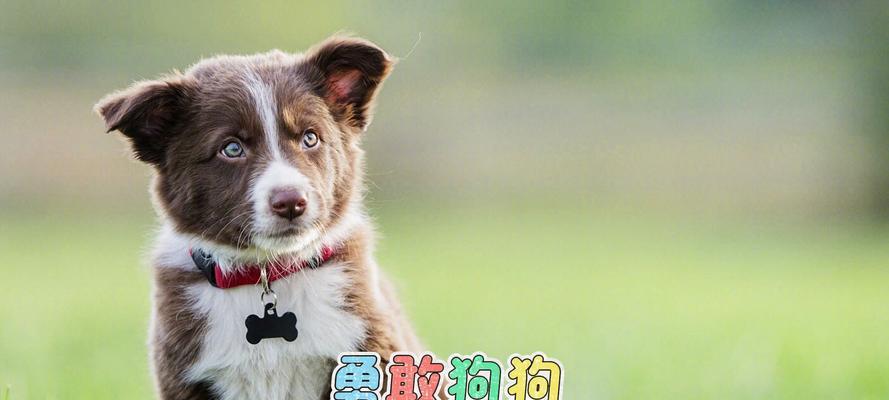 小狗心里主人的原因（为什么小狗会有心理上的主人？）