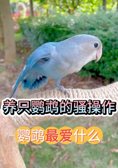 个人养殖鹦鹉的注意事项（了解鹦鹉的特点和需求，打造宜居的生活环境）