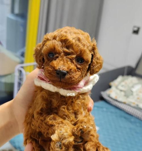 了解小泰迪狗——迷人的短毛犬种（小泰迪狗的外貌特征及性格特点）