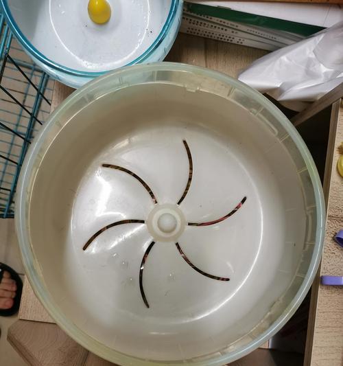 仓鼠跑轮的意义和作用（仓鼠跑轮的选择和使用技巧）