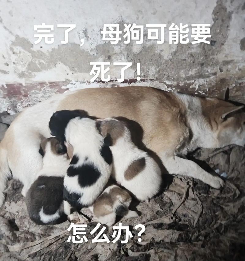 救救不吃饭的狗狗（药物治疗）