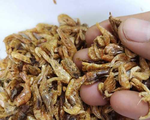 乌龟的饮食习惯与养护（揭秘乌龟的食欲与饮食禁忌）