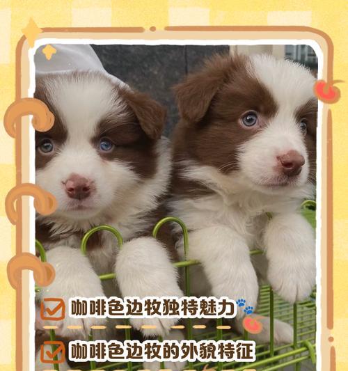 边牧的丰富毛色和多样外貌（探索边牧的多彩世界）