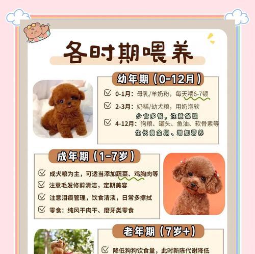 泰迪犬恒牙长出，乳牙不脱落怎么办？（探究泰迪犬乳牙不脱落的原因及解决方法）