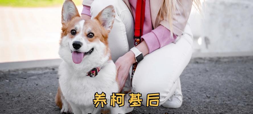 柯基认主时间有多久？（揭秘柯基独特的认主时间及习性）