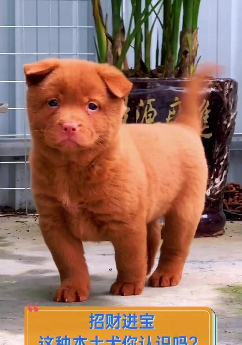 河南本土犬种（揭秘河南特有犬种的魅力与价值）