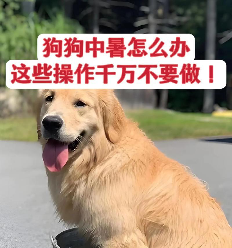 宠物狗狗中暑的症状及预防措施（如何防止刚出生的狗狗中暑？（）