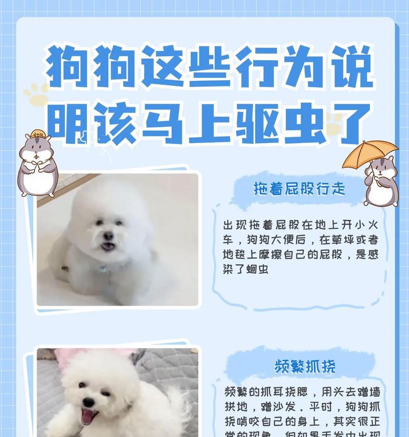 狗狗吃完打虫药后可以进食多久？（了解合适的喂食时间，宠物健康无忧）