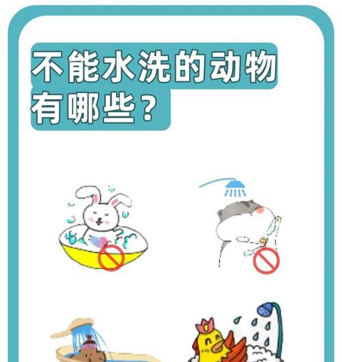 小龙猫洗澡的时间和注意事项（养宠爱好者必读｜小龙猫洗澡时间、频率和正确方法）