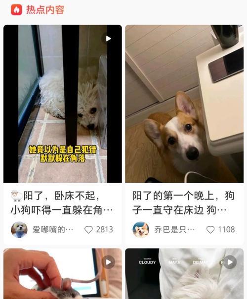 一只狗子撑起了一个家的故事（主人“阳”离世后，一只狗子用爱和坚持守护家庭）