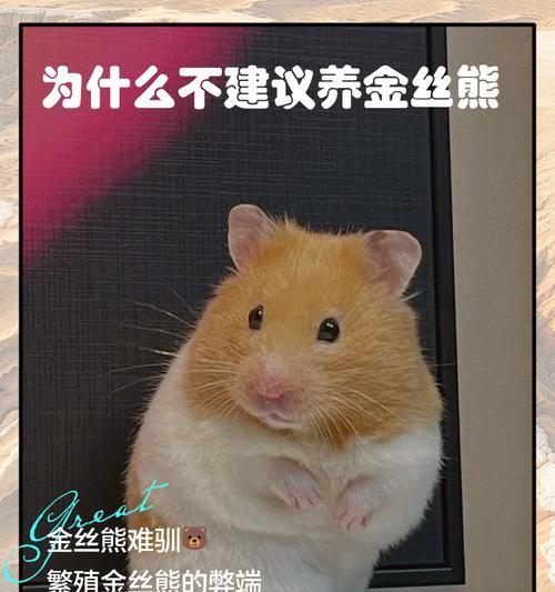 金丝熊的寿命及其影响因素（揭秘金丝熊寿命之谜——环境、饮食、基因的重要性）