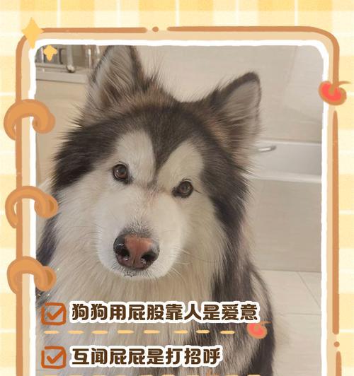 小狗的多种用途（发现小狗的五个有用功用）