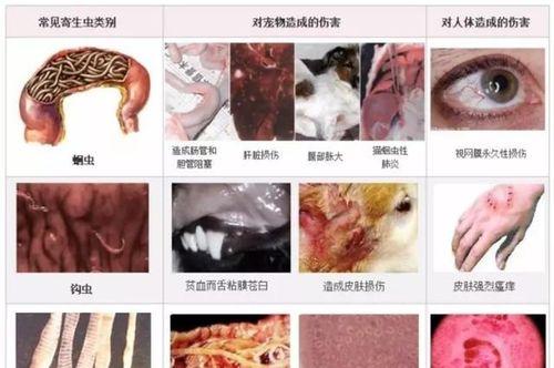 揭秘狗狗身上的11种常见寄生虫（从毛绒绒的宠物到健康威胁，狗狗身上的寄生虫是什么？）