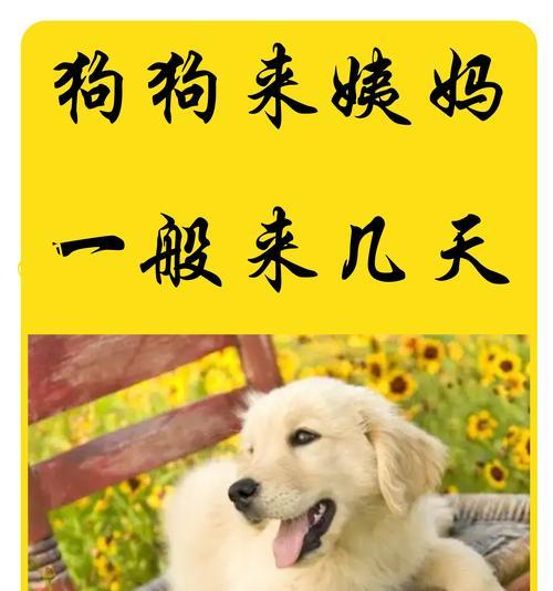 狗狗大姨妈的护理（关于狗狗大姨妈的注意事项和正确护理）