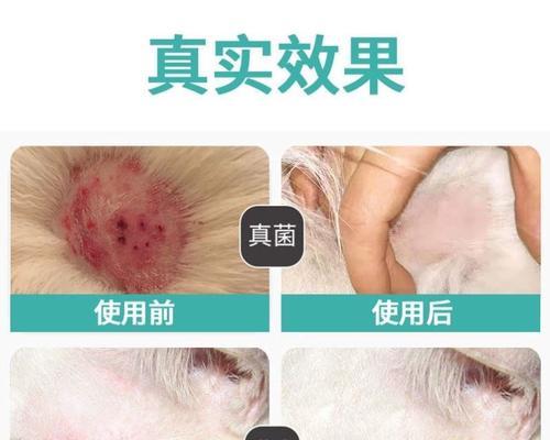 金毛狗狗健康护理（为您的金毛狗狗提供最全面的健康补充方案）