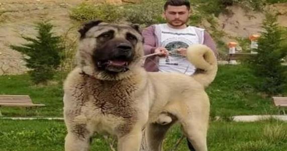 大型犬品种——守护者和伴侣（了解大型犬品种的特点与培养技巧）