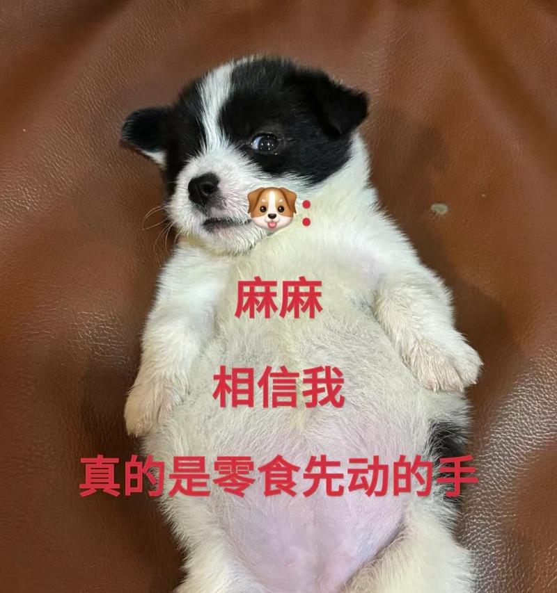 狗狗积食是什么？（解读狗狗积食及其治疗）