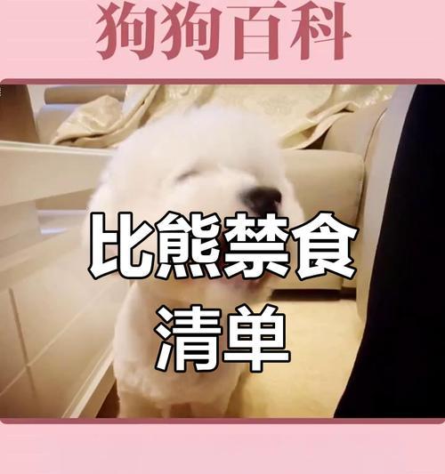 小比熊的饮食乐园（揭秘小比熊的食谱及禁忌）