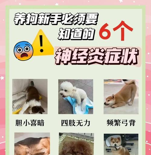 狗狗四肢无力的原因及异常反应（探究狗狗四肢无力的病因以及如何察觉异常反应）