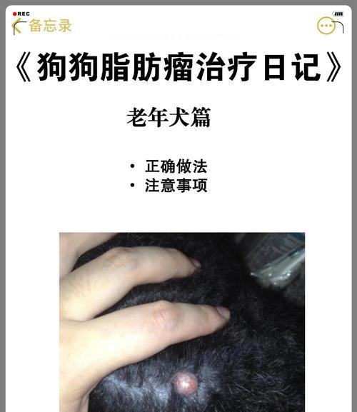 狗的寿命有多长？（揭秘狗狗寿命的奥秘）
