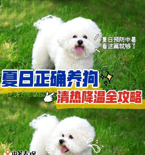 犬降温药物的使用方法及注意事项（详细介绍犬降温药物的各种使用方法和使用注意事项）