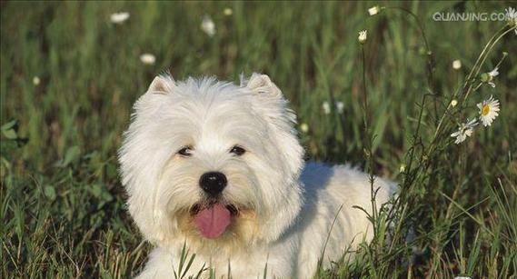 探秘以梗类型犬（了解以梗类型犬的起源和特征，让你成为它们的专家）