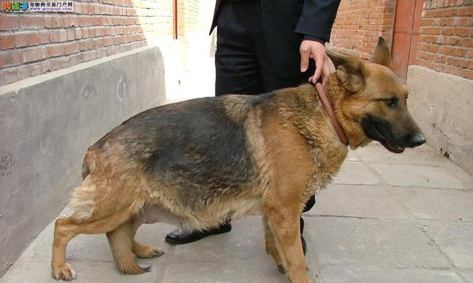 德国牧羊犬的价格及影响因素（了解德牧价格的关键因素及市场趋势）