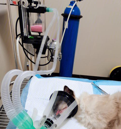 公猫绝育后的大便情况（了解公猫绝育后的排便习惯和变化）