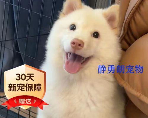 不掉毛的狗狗品种及特点（拥有无毛问题的解决方案）