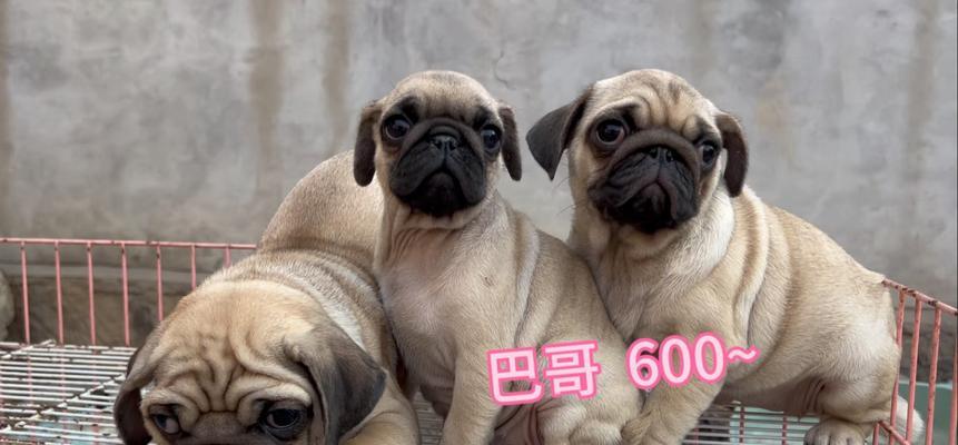 巴哥犬价格及饲养方法（了解巴哥犬价格，打造幸福的饲养环境）
