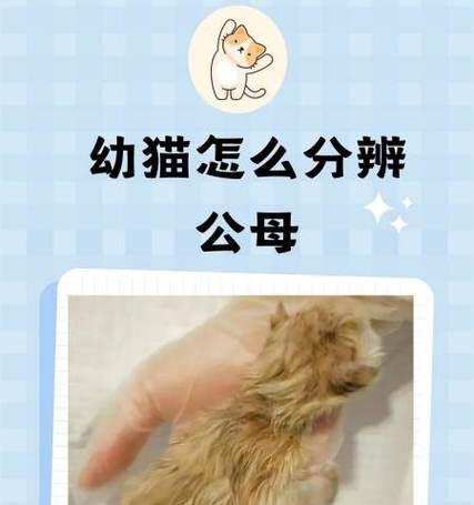 如何判断小猫的大小？（掌握关键指标轻松辨识小猫体型）