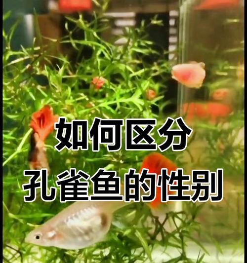 如何判断孔雀母鱼即将产卵？（掌握关键指标，轻松判断孔雀母鱼产卵时间）