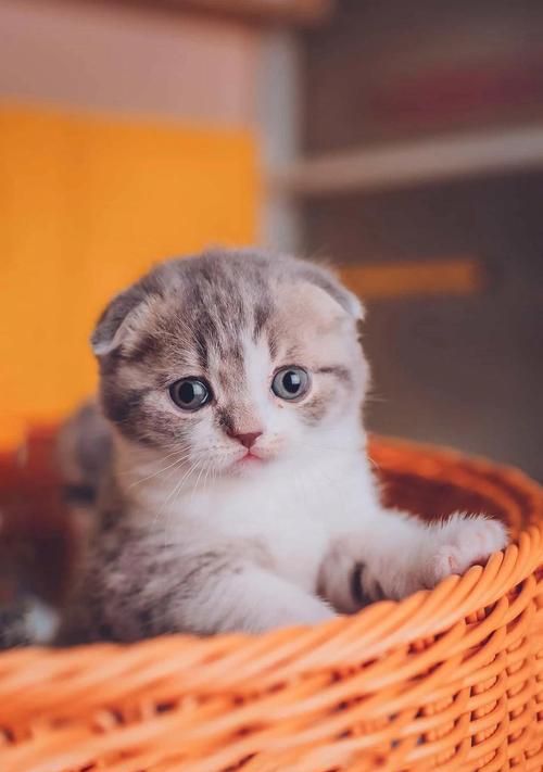 制作调皮猫咪新招，轻松捉弄小伙伴（报纸外皮包裹鲜嫩猫咪，让它们乖乖听话）
