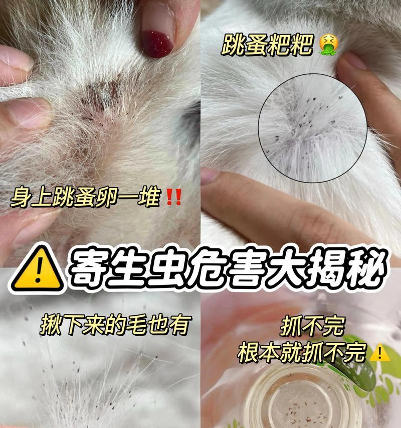 狗狗用驱虫药多久才能起作用？（了解狗狗用驱虫药的作用时间和注意事项）