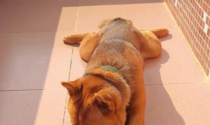 冬天的狗需要多久的太阳浴？（探究狗在冬天晒太阳的最佳时间和时长）