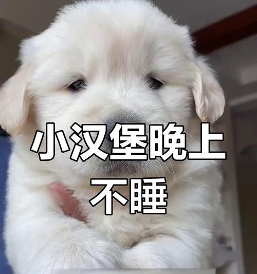 幼犬金毛晚上的睡眠时间有多长？（金毛幼犬的睡眠需求及养护）