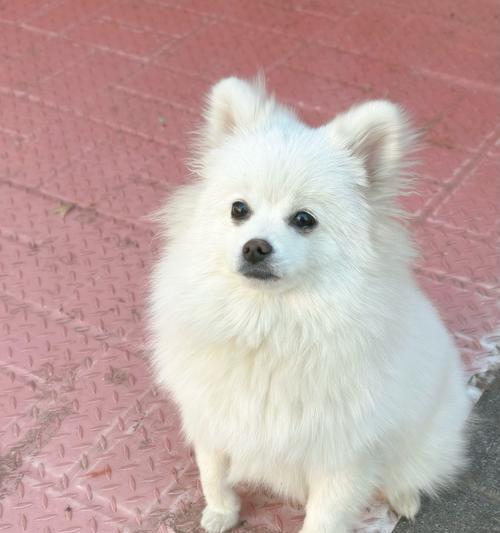 中国的狗狗品种多样性（探索中国独特的犬类遗产）