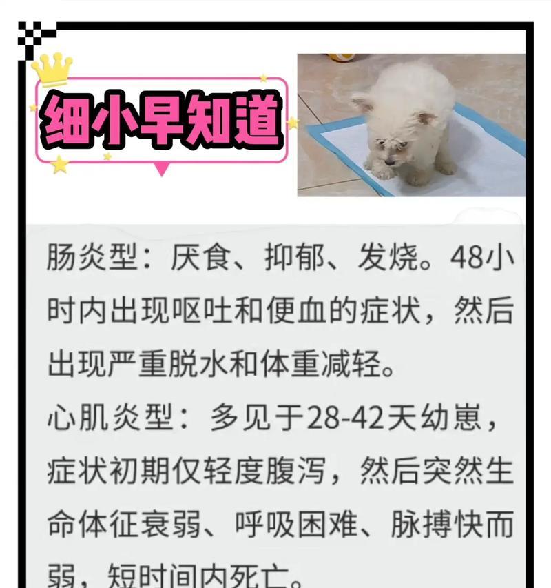 狗狗得了“细小”，如何进行治疗？（细小症状及治疗方法详解）