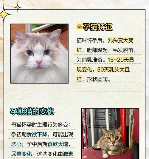 猫咪怀孕的检查时间与方法（掌握关键时机提早发现宝宝）