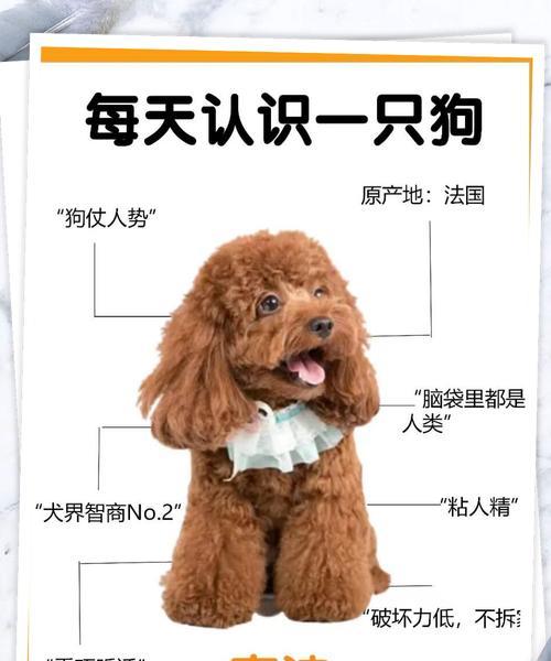 泰迪狗的毛发变化周期剖析（探索泰迪狗毛发的成长、褪色和护理）