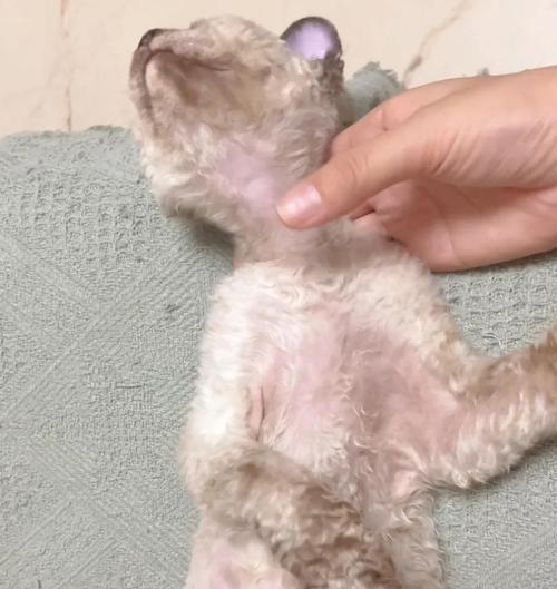 初生小猫的睡眠时间有多长？（揭秘初生小猫的睡眠奥秘）
