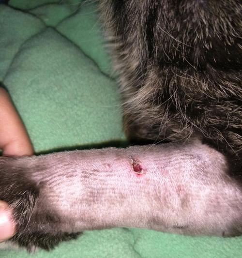 小猫腿水肿（探讨小猫腿水肿的康复时间和关键因素）