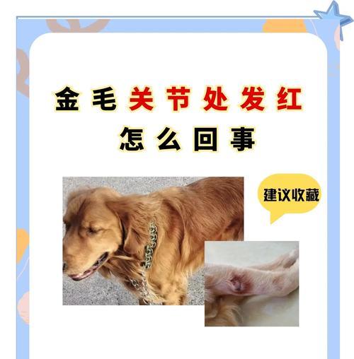 金毛驱虫（了解金毛驱虫后需要多久看到结果）